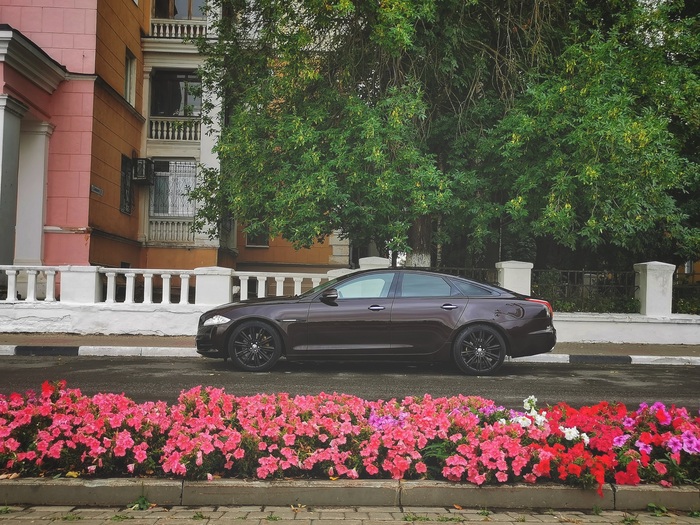 Нижегородская кошка британской породы