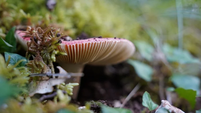 Mushroom - My, Beginning photographer, I want criticism, Mushrooms, 