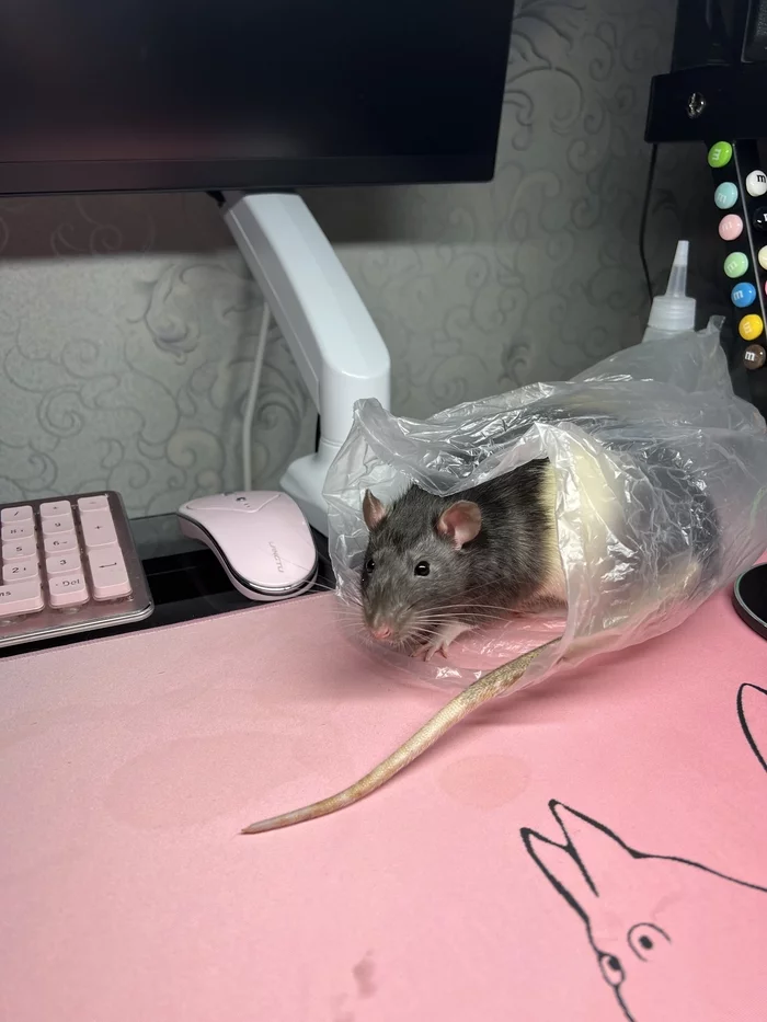 Rat Pack, please - My, Rat, Pets, Decorative rats, 