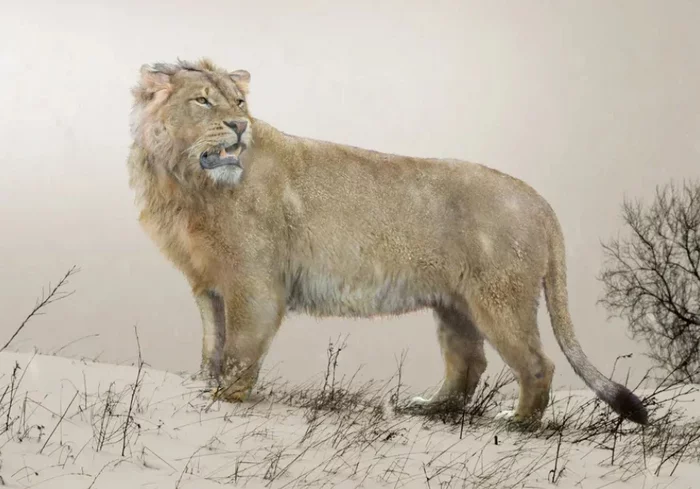 Cave Lion: Nightmare of bulls and bears for thousands of years, but could not defeat the most dangerous predator of the planet (the first people) - Cave Lion, a lion, Extinct species, Paleontology, Animal book, Yandex Zen, Longpost, 