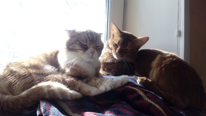 ��� �������