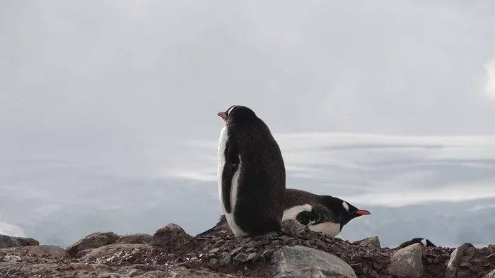 Papuan penguins on the Antarctic Peninsula - Penguins, Birds, Antarctica, beauty of nature, wildlife, The photo, The national geographic, Jaromir, Southern hemisphere, Informative, Longpost, 