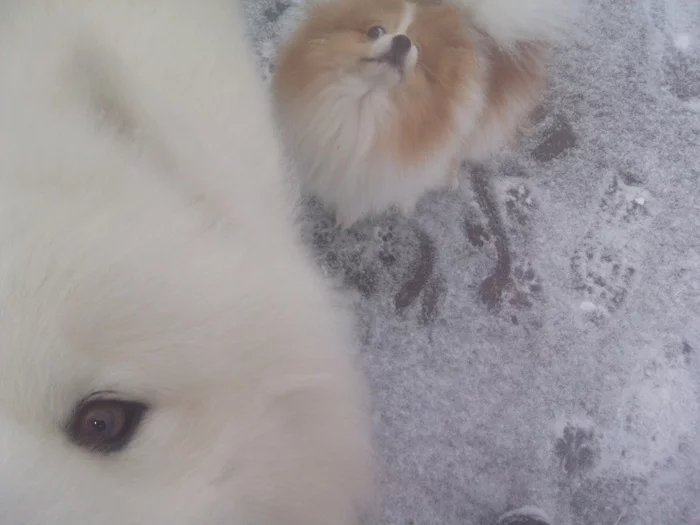 Give me a delicious meal - My, Samoyed, Dog, Dog North, The photo, Volzhsky, Walk, Pomeranian, 