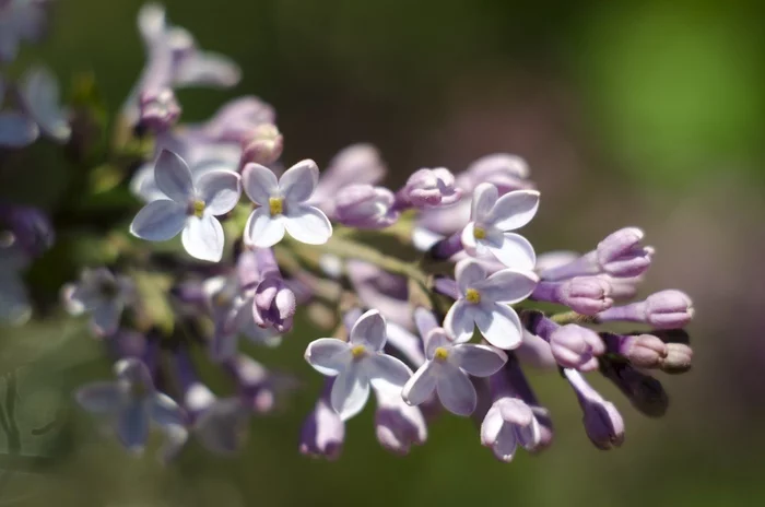 Spring in Macro - My, Nikon, Macro photography, Spring, Lilac, Apple tree, 