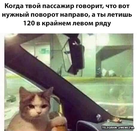 Navigator - , Picture with text, Пассажиры, cat, Auto
