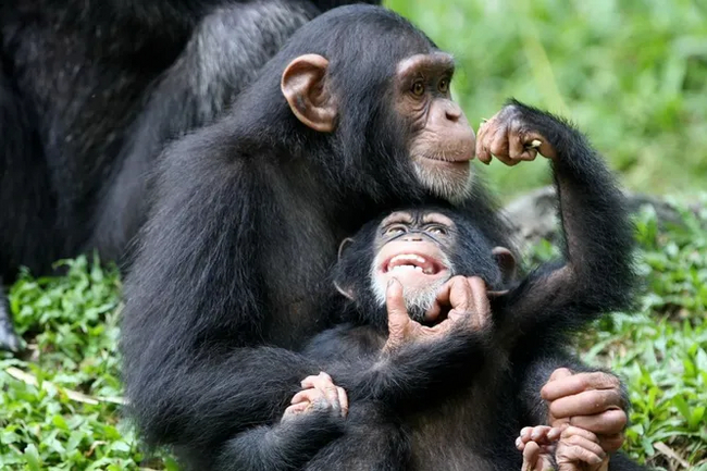 Chimpanzees and humans alike understand hierarchy - Chimpanzee, Hominids, Primates, Animals, Monkey, Informative, Primatology, Popular mechanics, Abstract thinking, Scientists, Biology, Research, The science, 
