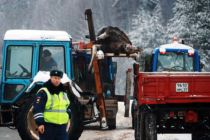 Жители северо-запада России всё чаще становятся жертвами аварий с участием животных