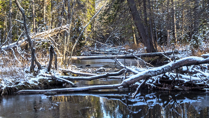 Лесная фоточка