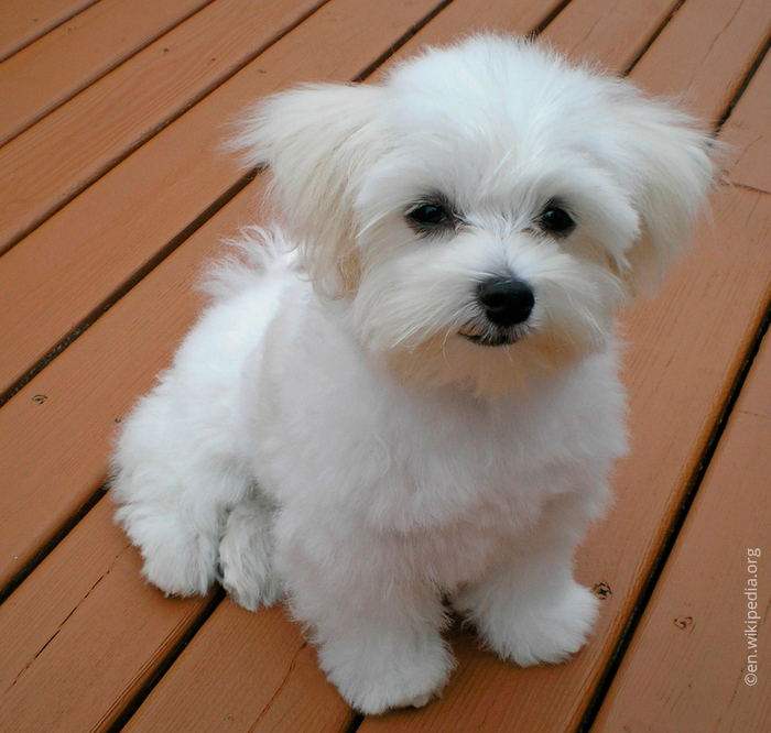 Ответ на пост «Не кладите вещи на Ж/Д пути»