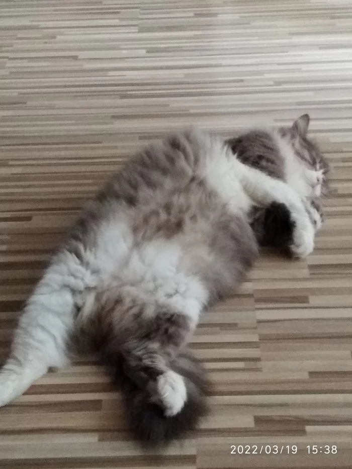 A cat named Gulyash - Fat cats, Good mood, Longpost, cat, The photo, Pets