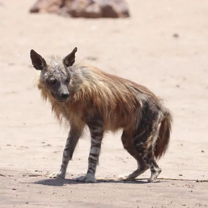 Experienced - Hyena, Brown hyena, Predatory animals, Wild animals, wildlife, Namibia, South Africa, The photo, Longpost, 