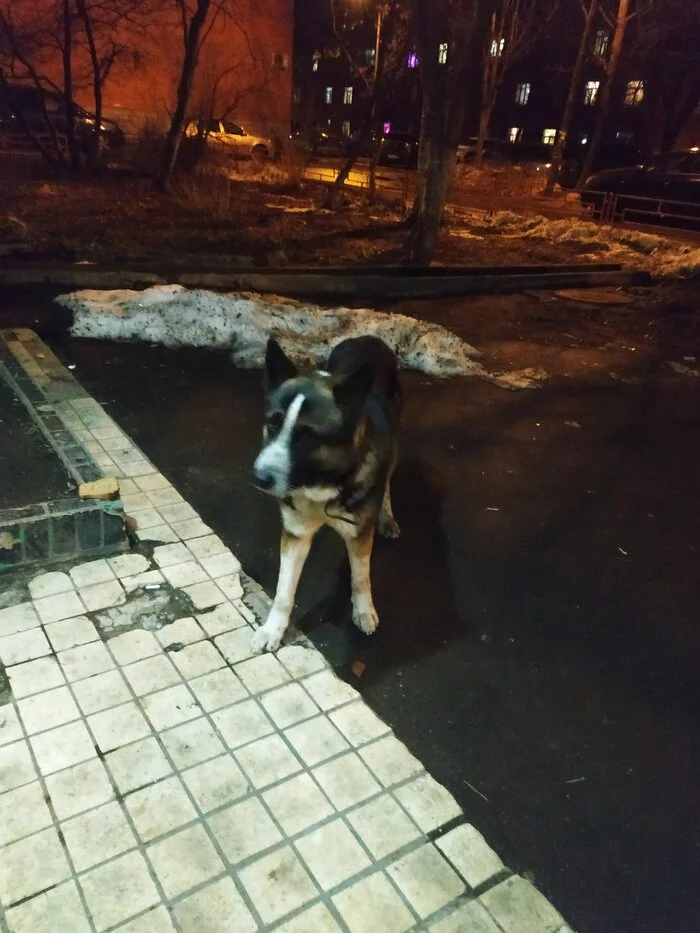 Hi, Sila Peekaboo - Dog, A loss, Found a dog, Lost, City of Queens, No rating