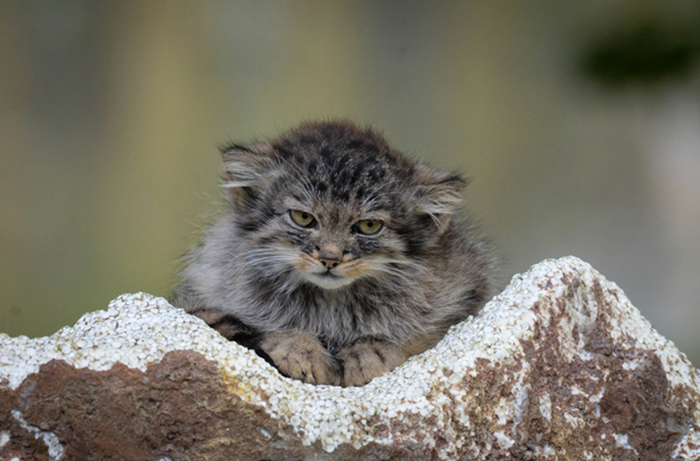 Детеныш манула