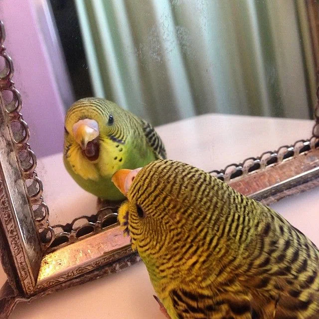 Почему мелкие попугаи сходят с ума из-за зеркала в клетке? Никогда не повторяйте этой ошибки Попугай, Зеркало, Книга животных, Яндекс Дзен, Длиннопост