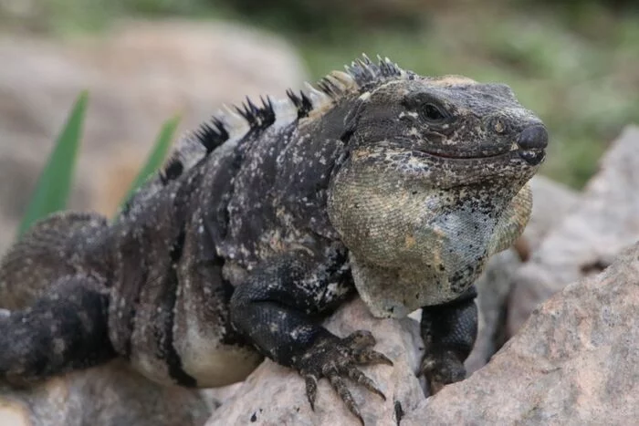 Iguana alert - My, Travels, Mexico, Iguana, Uxmal, 