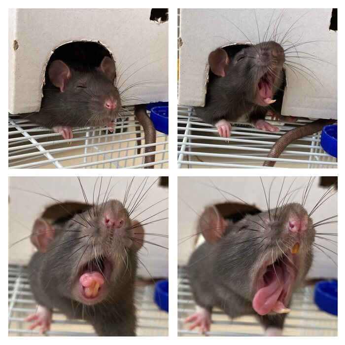     ! ,  ,  , 