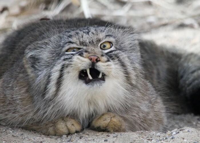 Пушистый Зубастый