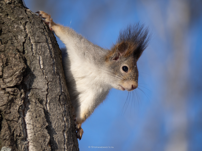   / Red squirrel , , ,  , The National Geographic, , , , , , ,  , 