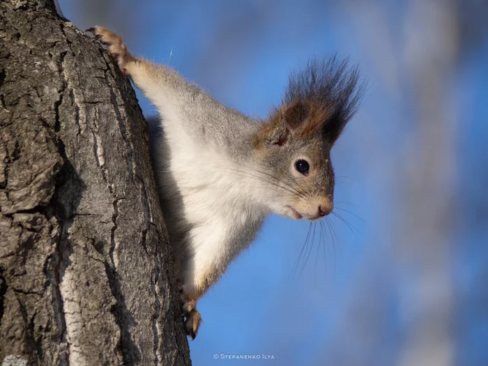 Обыкновенная белка / Red squirrel - Моё, Белка, Млекопитающие, Фотоохота, Дикая природа, The National Geographic, Грызуны, Парк, Красота природы, Зима, Весна, Урал, Природа России, Длиннопост, 