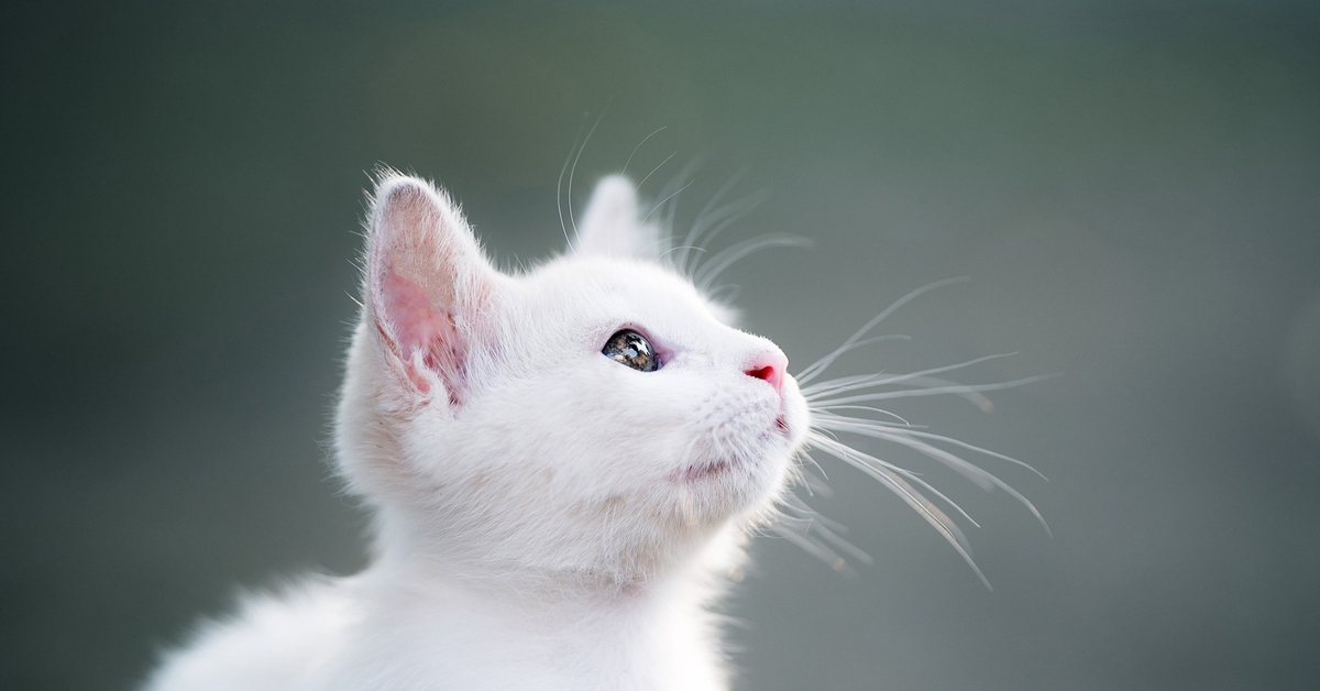 Белые кошечки картинки. Кошка белая. Беленький котенок. Белый котик. Милые белые котики.