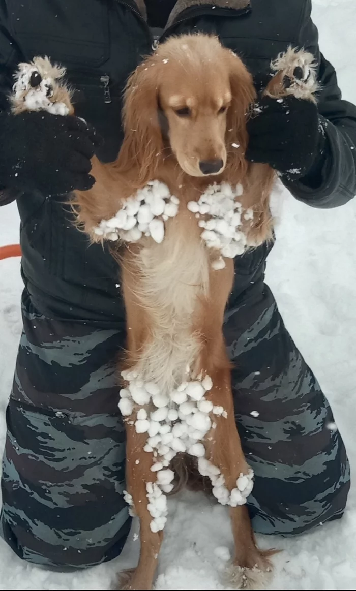 Walk in the fresh snow - Dog, Cocker Spaniel, 