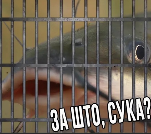 А нас за что?