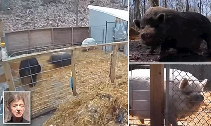 Two pigs were able to fend off a bear that had climbed into their corral. - The Bears, Wild animals, Predatory animals, Pig, USA, Interesting, Video, Youtube, Repeat, 