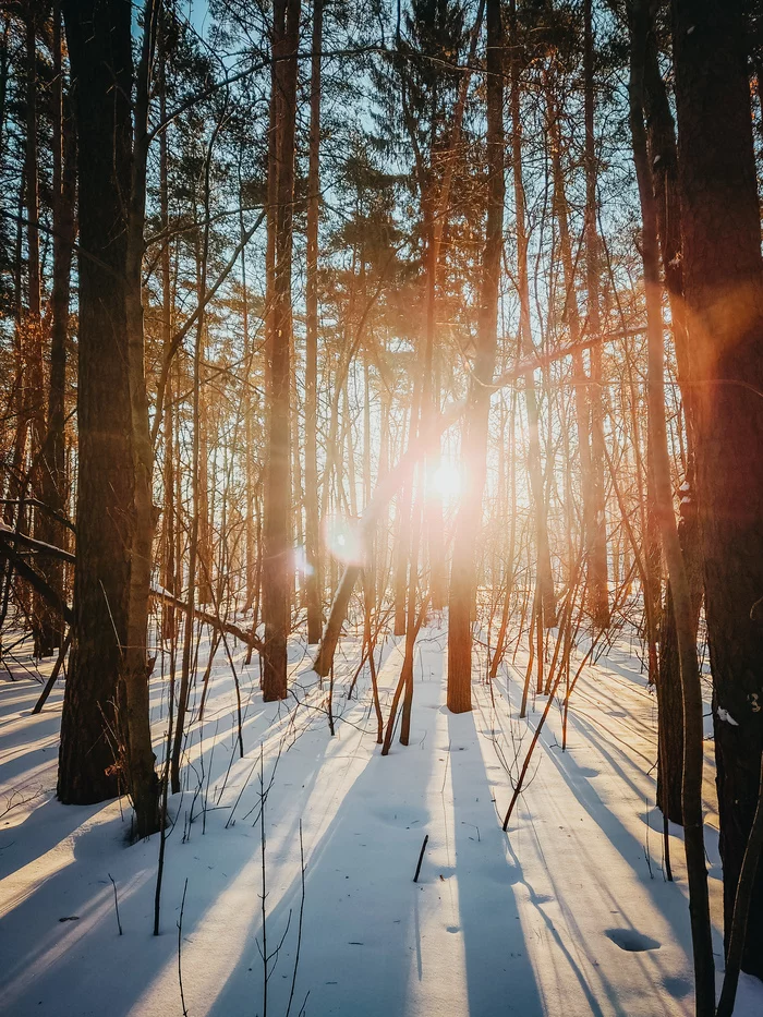 Morning forest - My, The photo, Morning, Forest, Nature, Sony xperia, Longpost, 