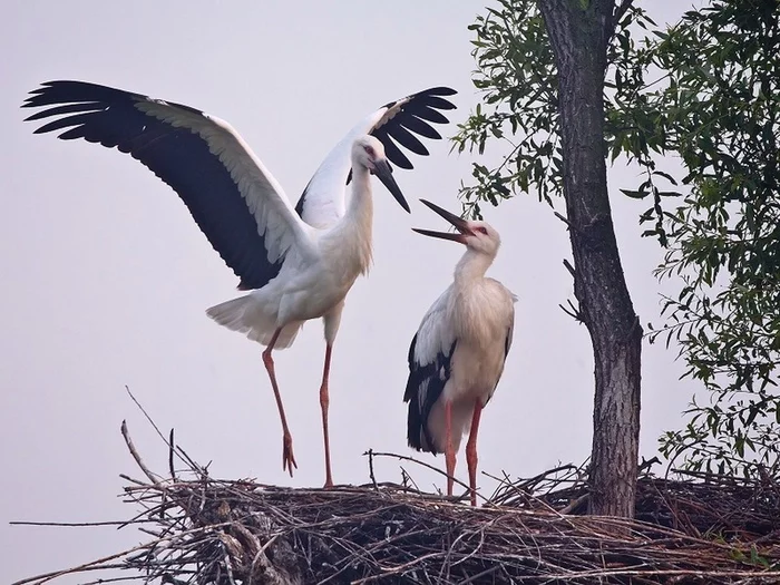 Storks - Wild animals, Birds, Stork, Information, Did you know, Longpost, , Animals