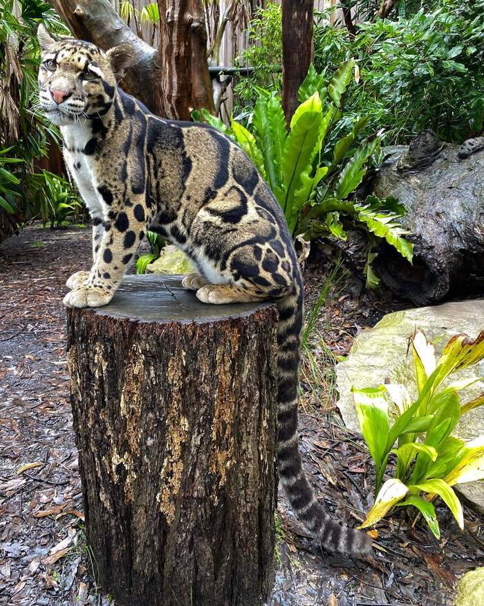 Model on the catwalk) - Clouded leopard, Big cats, Cat family, Wild animals, Wild cat center, Predatory animals, Species conservation, Rare view, Australia, 