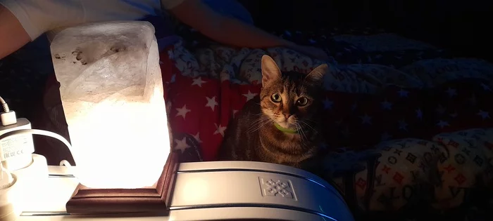 Our Lamp Jamb - My, cat, Milota, Pets, 