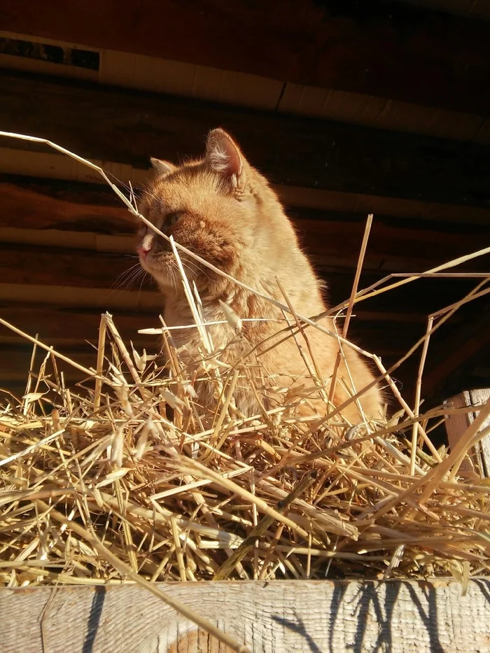 Red Bradley - My, cat, The sun, Hay and straw