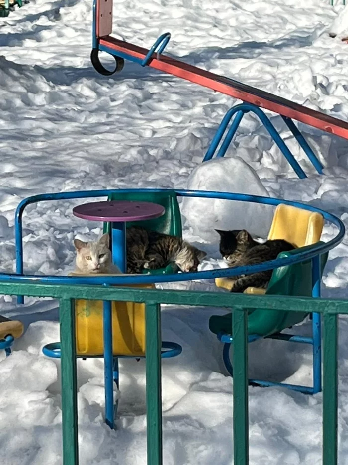 Warm the playground - My, cat, Area, Relaxation, Snow, Swing, Winter