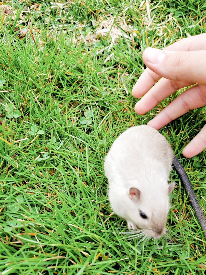 Mой крыс локи