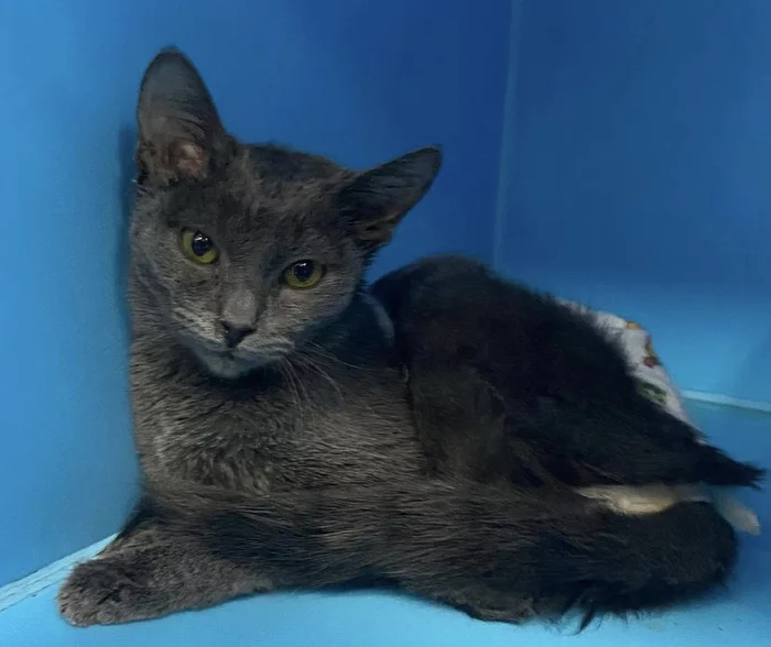 Donja. That's such a tiny miracle. There's nowhere to go tomorrow... Kitten 6 months - Help, In good hands, No rating, Moscow, Urgently, news, Longpost, Brightness, cat, Kittens