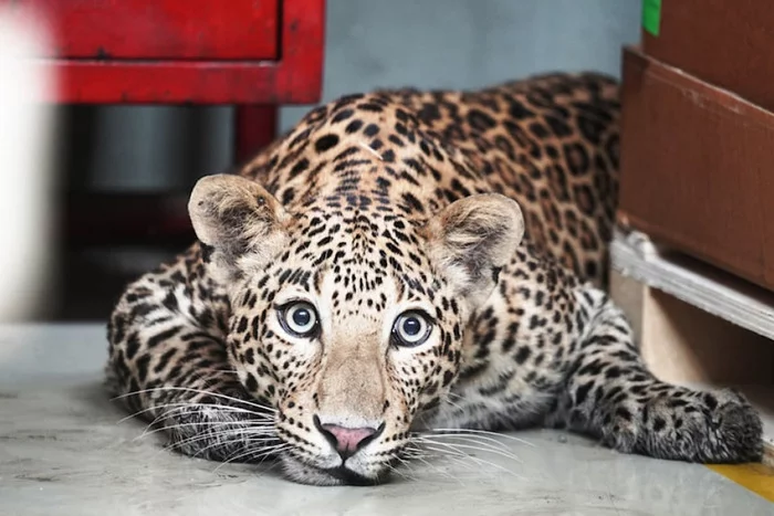 Mercedes-Benz plant closed due to leopard - Leopard, Big cats, Cat family, Predatory animals, Wild animals, Mercedes, Factory, India, Interesting, Video, Youtube, Longpost