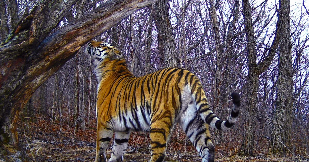 Программа дальневосточный тигр. Котята леопардов. Дальневосточных леопардов. Кто пожертвовал 5 миллионов на леопардов. Земля леопарда национальный парк.