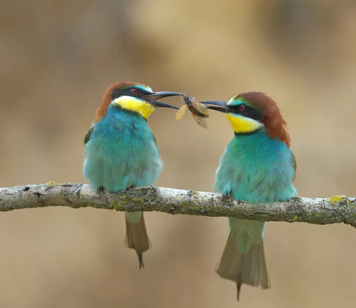 A treat like a marriage proposal - Szczurka, Golden, Birds, Treat, beauty of nature, The photo, Russian Geographical Society