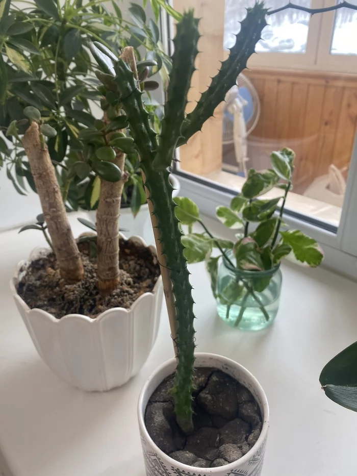 About the cactus that turned out to be Stirlitz - Cactus, Help