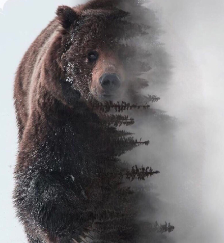 Siberian power - The photo, The Bears, Siberia, Power, Repeat