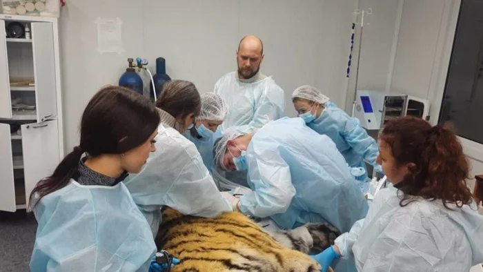 Continuation of the post In Primorye, a tiger was caught that attacked dogs - Amur tiger, Animal Rescue, Rehabilitation centers, Alekseevka, Primorsky Krai, Big cats, Cat family, Tiger, Predatory animals, Wild animals, Extraction of teeth, Red Book, Rare view, Reply to post