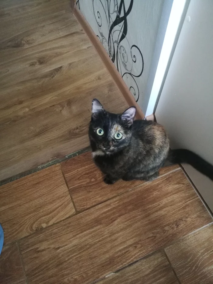 Котики такие котики - Моё, Котята, Трехцветная кошка, Длиннопост