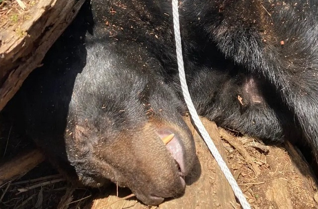 A huge bear, who settled near the college in Tennessee, was able to move to a new place - The Bears, Wild animals, Predatory animals, Tennessee, USA, Interesting, Longpost, Animal Rescue