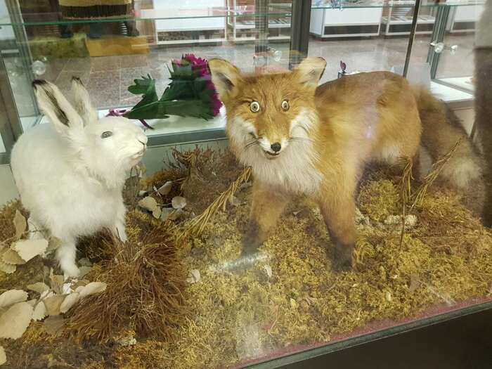 In the city of Kovdor, Murmansk region found a friend of the stubborn Fox - My, Stoned fox, Kovdor, Hyperborean, Scarecrow, Taxidermy