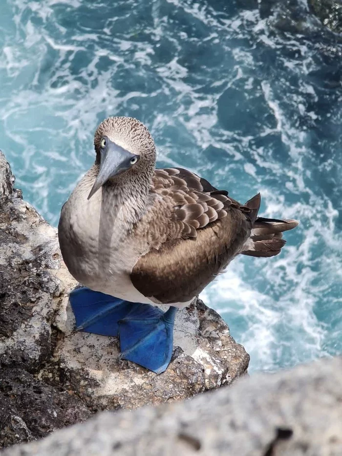 Many have not seen this - meet the Blue-footed Booby - My, Bike trip, Galapagos Islands, Birds, South America, Ecuador, Bird watchers, Ornithology, Ornithology League, Booby, Blue-footed booby, Mat, Longpost