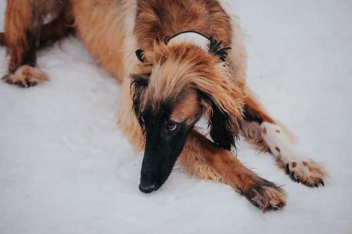 Just a photo of greyhounds - Russian Greyhound, Afghan hound, Dog, Helping animals, Animal shelter, Longpost