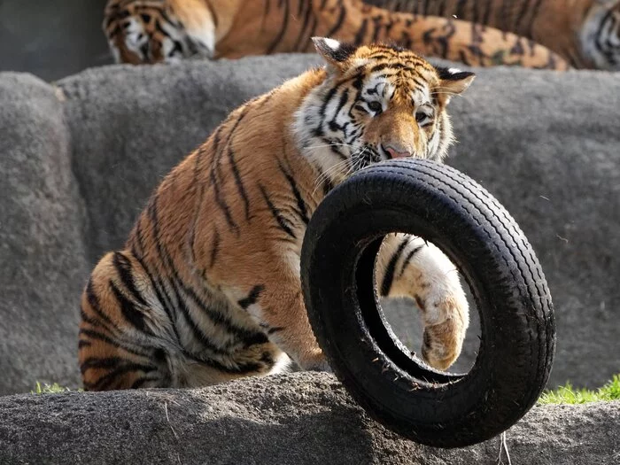 Our tigers cry loudly: they dropped into the water... - Tiger, Amur tiger, Tiger cubs, Big cats, Cat family, Wild animals, Predatory animals, Milota, Zoo, Shizuoka, Honshu, Japan, Positive, Redheads, Toys, Longpost