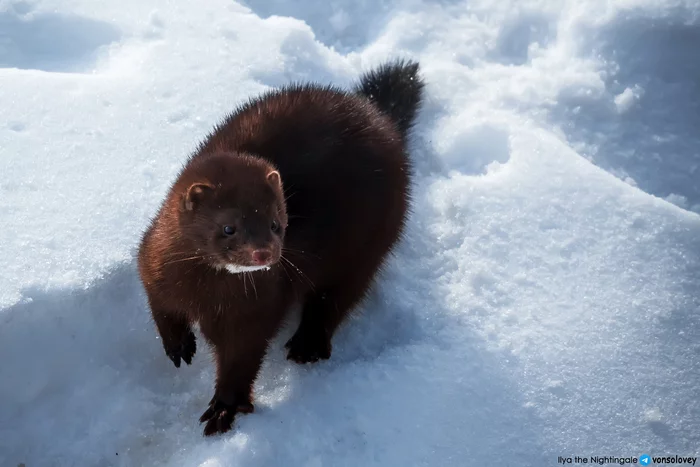 American mink in the center of Chelyabinsk - My, Chelyabinsk, American mink, Wild animals, The photo, Longpost, Cunyi, Predatory animals, Mink