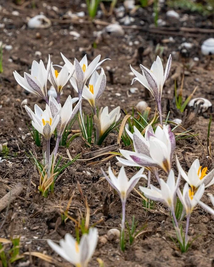 I'll add spring to the tape :) - Snowdrops flowers, Zailiyskiy Alatau, Kazakhstan, Bloom, Spring, Video, Vertical video, Longpost, Almaty