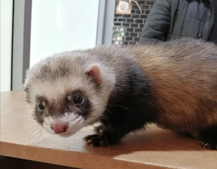 A little about what beauties come to the reception to the veterinarian - My, Ferret, Veterinary, Animals, Pets